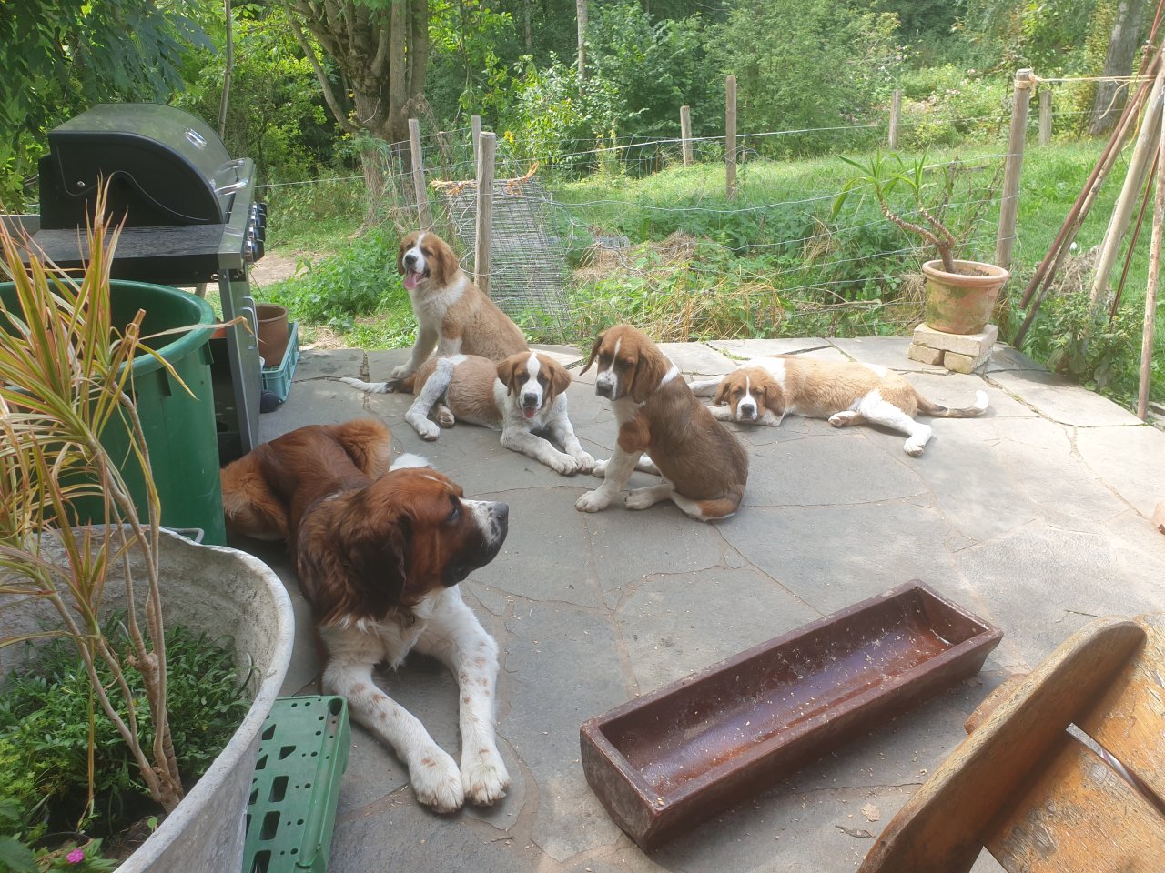 Süße, verschmuste Bernhardiner Jungtiere - Hunde - Obergünzburg