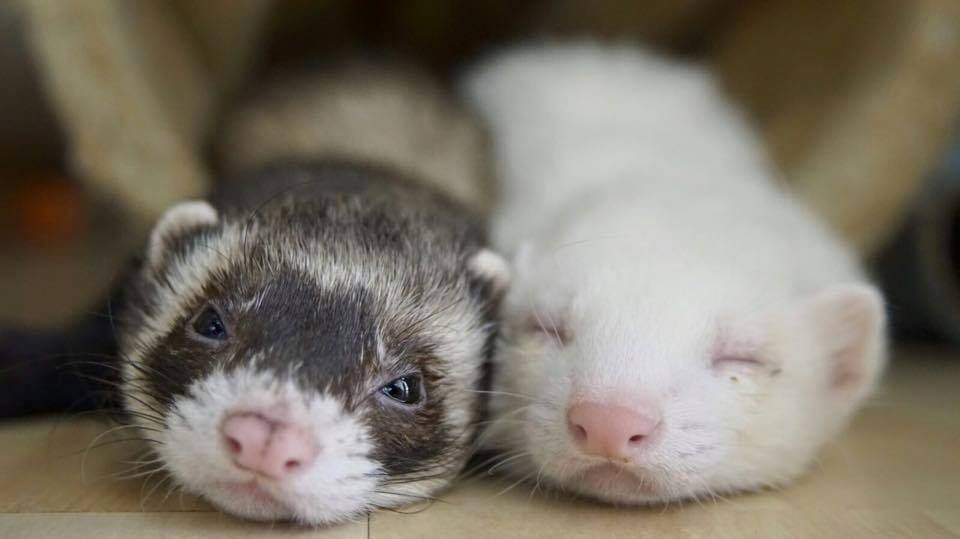 Ich Suche 2 liebevolle Frettchen - Nagetiere - Mülsen