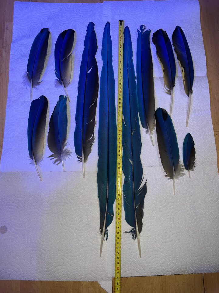 Gelbbrustara Ara-Federn 12 Stk. Vogelfedern Papageienfedern Mauserfedern 59 cm - Voegel - Zirndorf