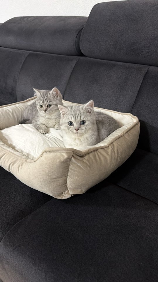 BKH Kitten (4 Mon.), nur zusammen, inkl.alle Hochwertigen Zubehör - Katzen - Frankfurt am Main