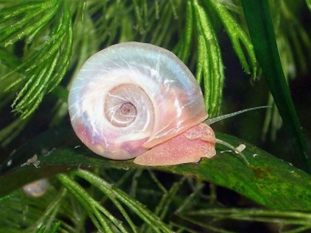 Rosa Posthornschnecken, 20 Stück/5,00 Euro - Aquarien und Zubehoer - Beselich