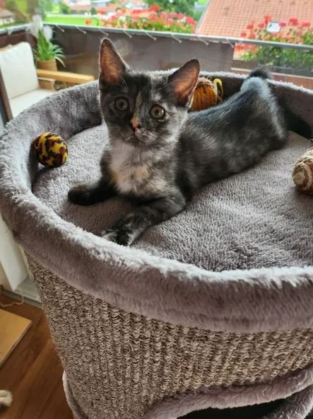 BKH Mix Kitten Kätzchen in liebevolle Hände abzugeben - Katzen - Wertach