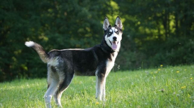 Husky-Mix sucht neues Heim .. - Hunde - Bamberg