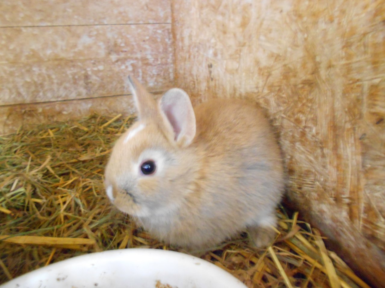 Zwergkaninchen und Meerschweinchen aus langjähriger Hobbyzucht! - Nagetiere - Waldbüttelbrunn
