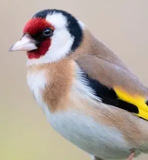 Suche Stieglitz Hahn - Voegel - zeithain