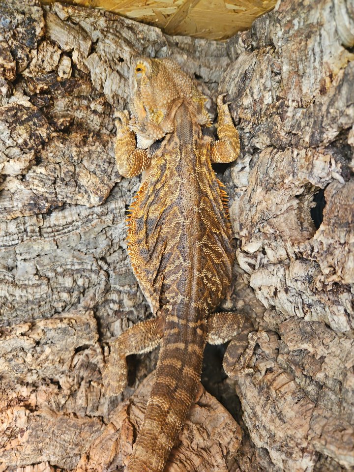 Bartagame (Pogona vitticeps), weiblich, 5,5 Jahre alt - Reptilien - Iserlohn