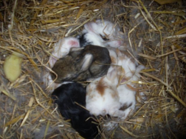 Widder Zwergkaninchenbabys - Hasen Kaninchen - Stendal