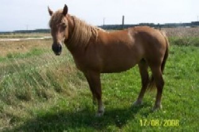 Schicke Freiberger Stute - Pferde - Taunus