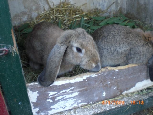Nikita , Pepper und ein Deutscher Widder suchen wegen zeitmangel neue Futterskla - Hasen Kaninchen - Bergkamen