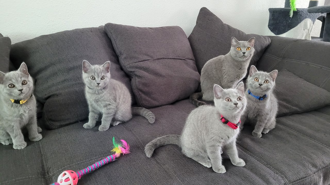 BKH blue Kitten - auszugbereit - reinrassig - Britisch Kurzhaar - Katzen - Essen