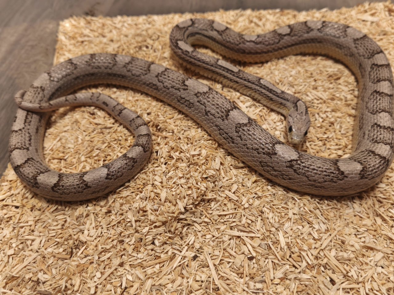 1.0 Kornnatter Ghost Motley-Striped het. Hypo - Reptilien - Horb