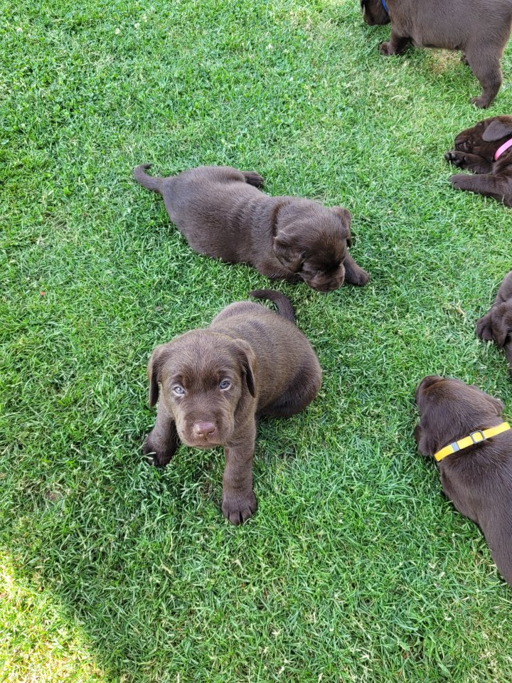 Labrador Welpen reinrassig braun - Hunde - Heinsberg