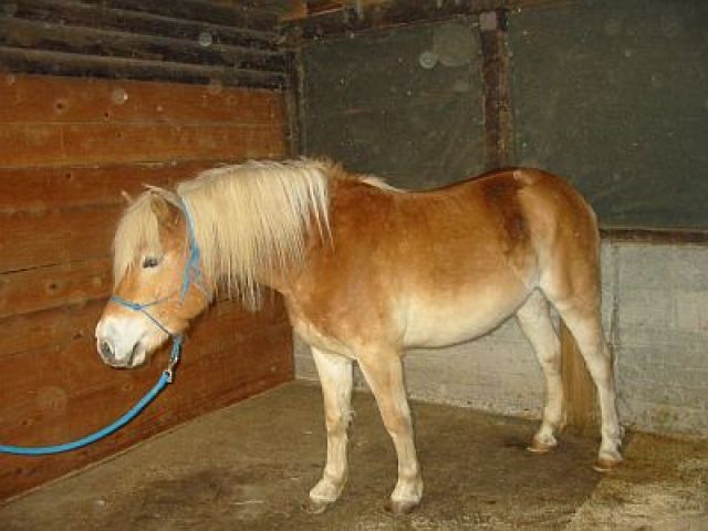 Haflinger-Wallach - Pferde - Hangen-Weisheim