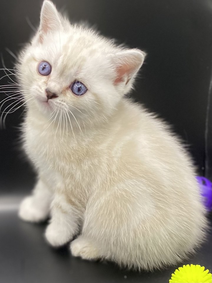 BKH-Kitten- Weibchen-Stammbaum - Katzen - Bochum 
