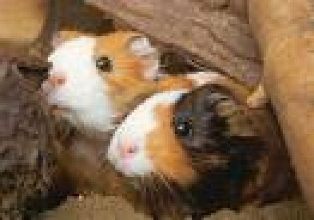 Zwei süsse Männliche Meerschweinchen  - Meerschweinchen - Fulda