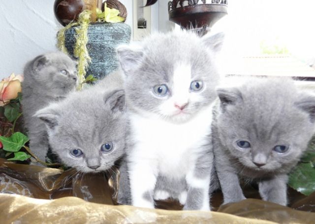 Britisch Kurzhaar Kitten abzugeben | tieranzeigen.net