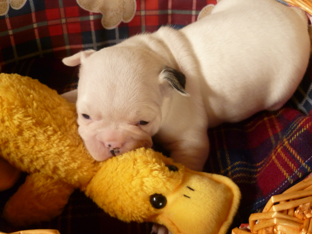 Süße Kampfschmuser - französische Bulldoggen Welpen - Hunde - Elmshorn