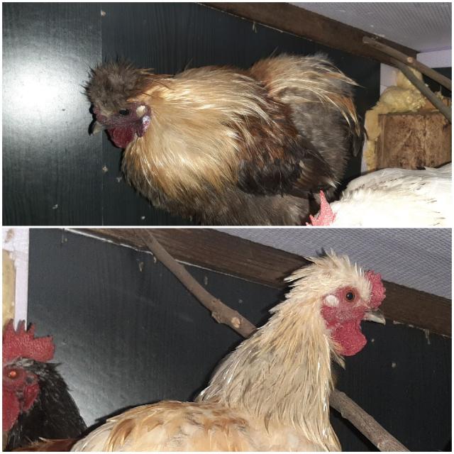Hahn Hähne Zwergseidenhuhn Chabo Mix Federfüßig jung - Sonstige Nutztiere - Cottbus