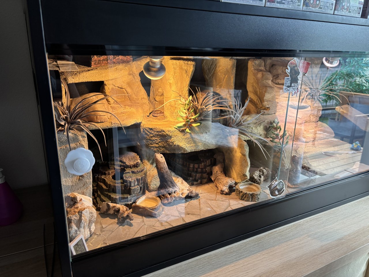 Terrarium inkl. einem Leopardgecko - Reptilien - Aurach OT Weinberg