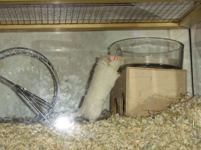 DRINGEND!!! 8 Wochen junge Gerbils/Wüstenrennmäuse anzugeben - Maeuse - Braunschweig