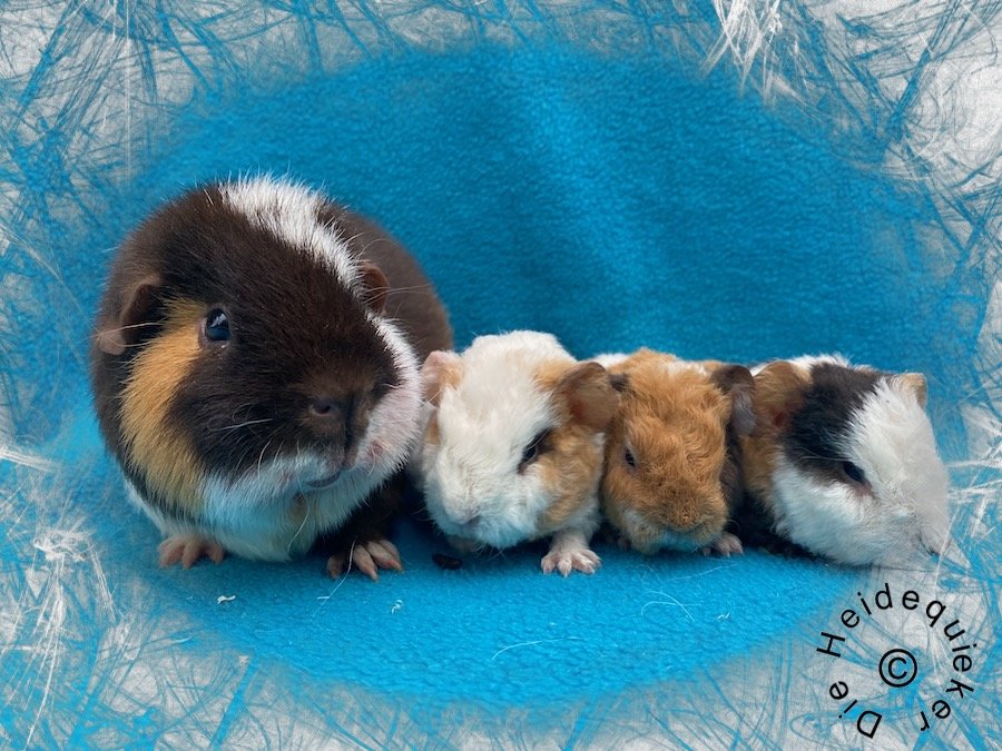 US Teddy Nachwuchs und Kastrate - Nagetiere - Teutschenthal