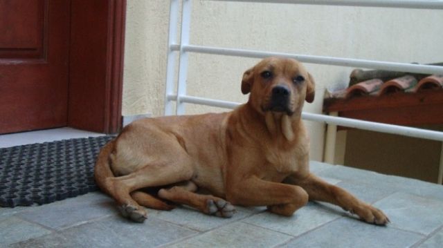 Lilith   sie lebt vor einer Haustür   - Hunde - ???