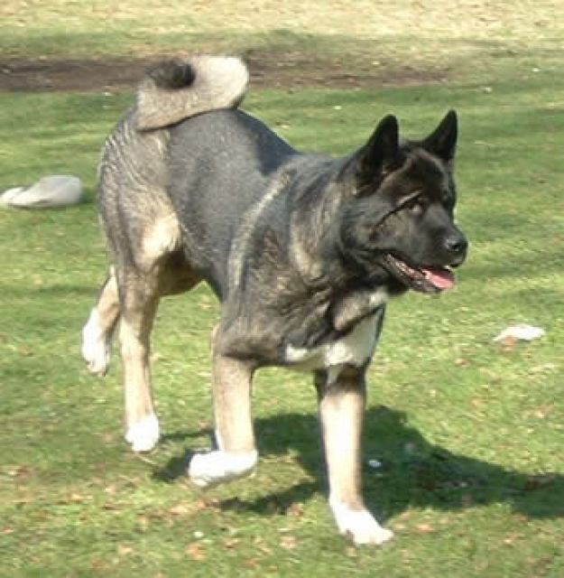 American Akita Bandit sucht ein neues zu Hause - Tiere In Not - 