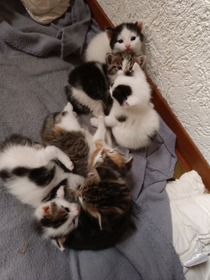 Katzenbabys abzugeben - Katzen - Haibach