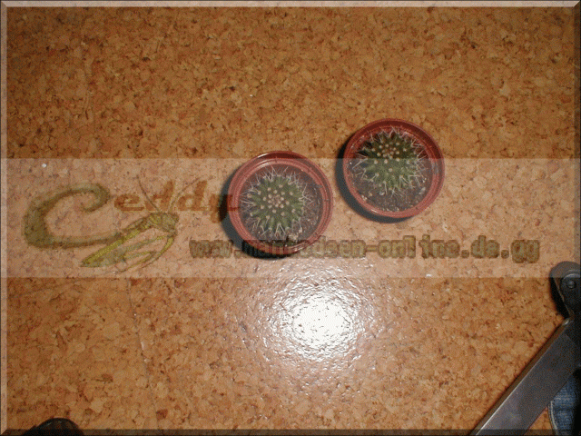 Mammillaria spinosissima - Zubehoer für Haustiere - 