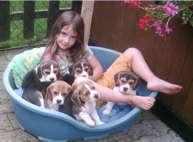 Beaglewelpen - Hunde - Westerholt