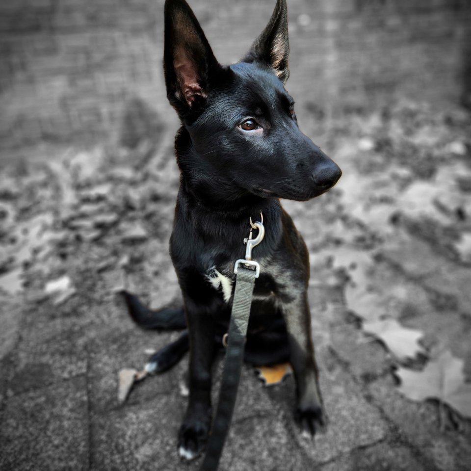 Deutschen Schäferhund Mix - Hunde - Solingen