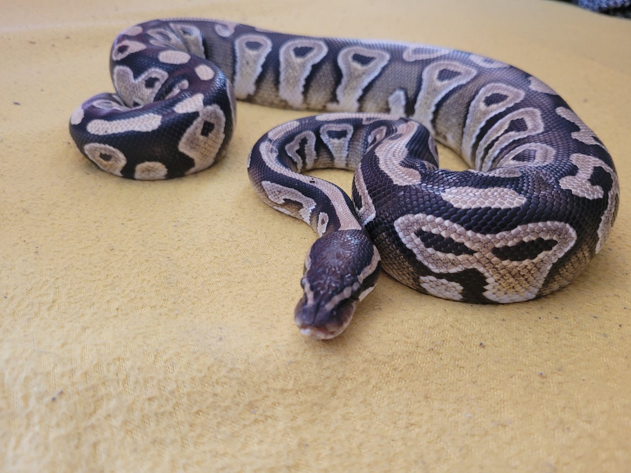 Königspyton Pastel inkl Terrarium und Zubehör  - Reptilien - Solingen