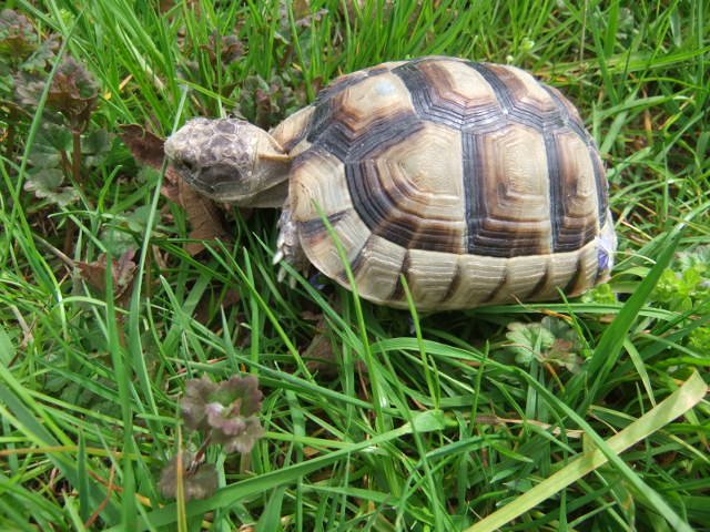 Landschildkröten Breitrand (tm) NZ 2020 - Reptilien - Salzweg