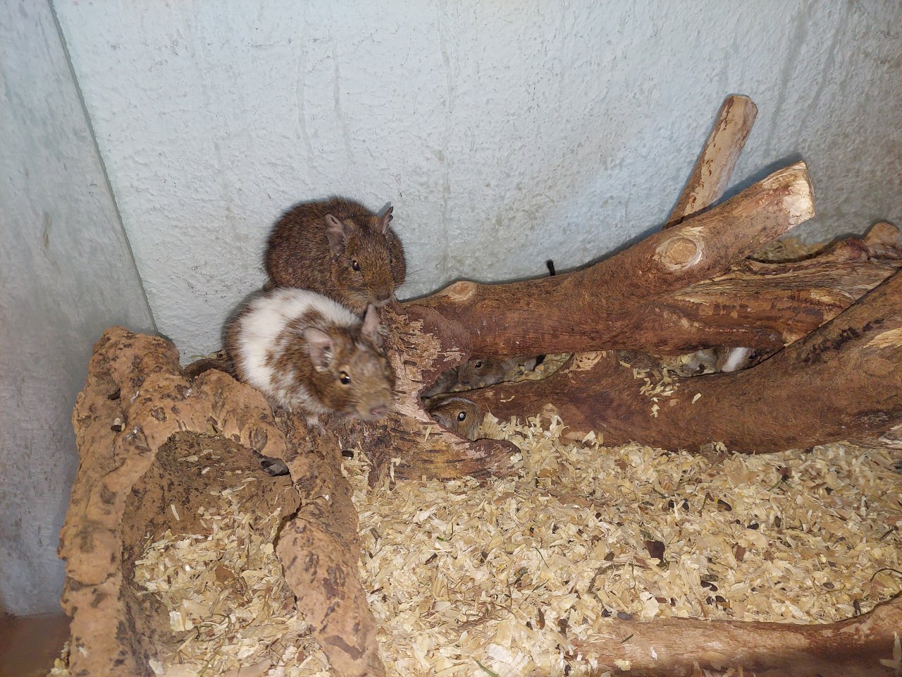Degus Abzugeben braun, mehrere Farben  Weibchen und Männchen - Nagetiere - OT FRÖMMERSBACH