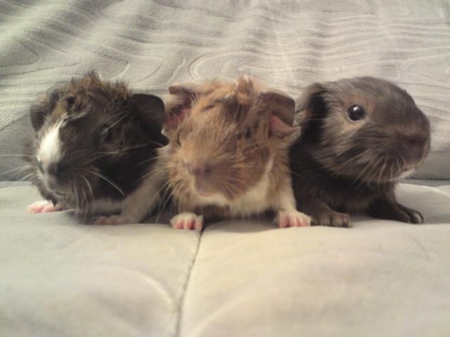 3 Rosetten Tdt suchen liebevolle Gurkengeber - Meerschweinchen - Schwarzenbek