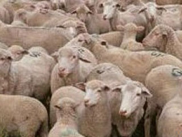 10000 Schafe,Lammer zu verkaufen/jede 30Tage - Sonstiges - Arad