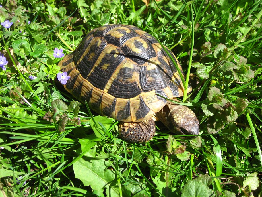 Griechische Landschildkröten THB, adult, verschiedene Jahrgänge - Reptilien - Obertaufkirchen