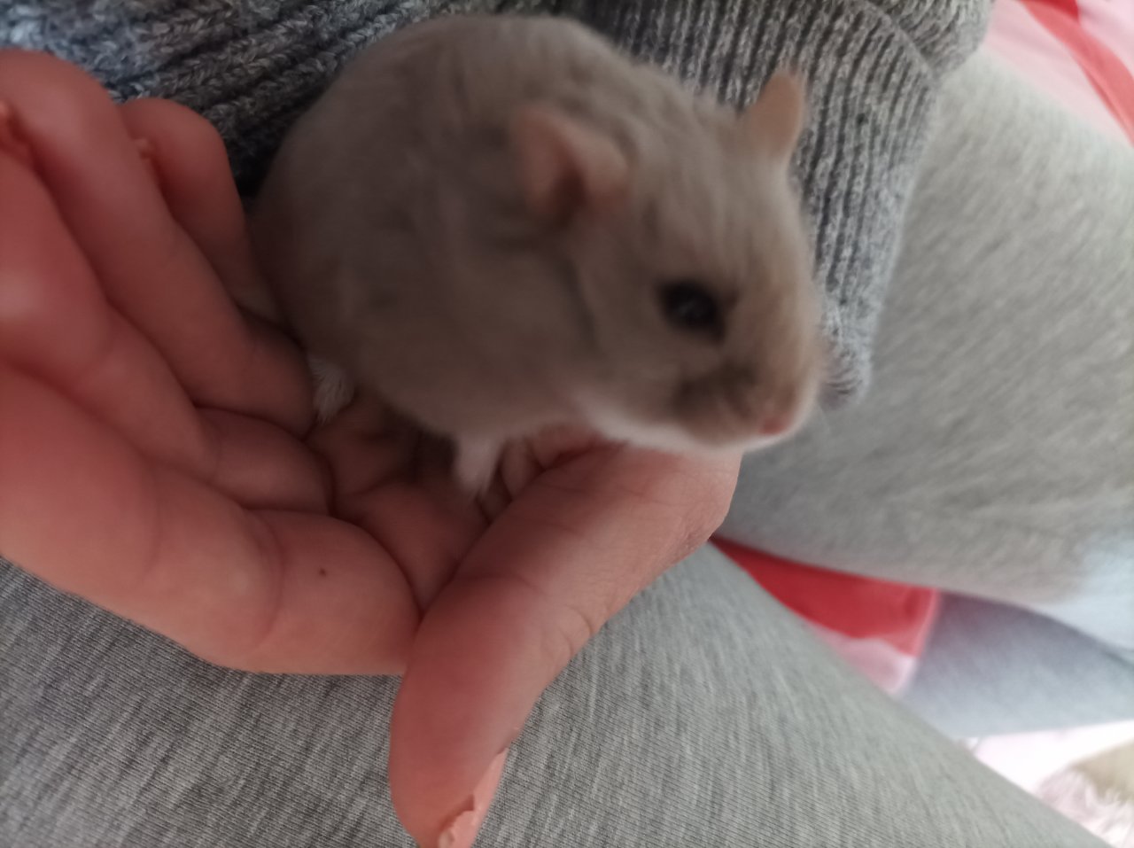 Zwerghamster mit Käfig und Zubehör - Nagetiere - Bedburg