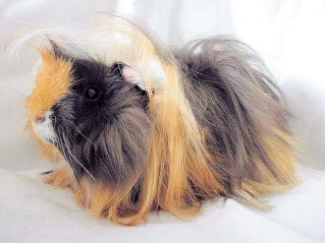 Angorameerschweinchen von der Landshuter Moppelbande - Meerschweinchen - Landshut