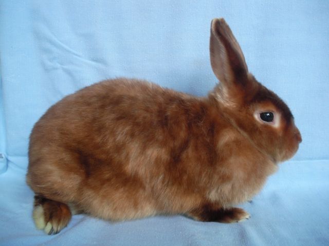 Satinkaninchen Rot - Hasen Kaninchen - Gnarrenburg-Kuhstedt