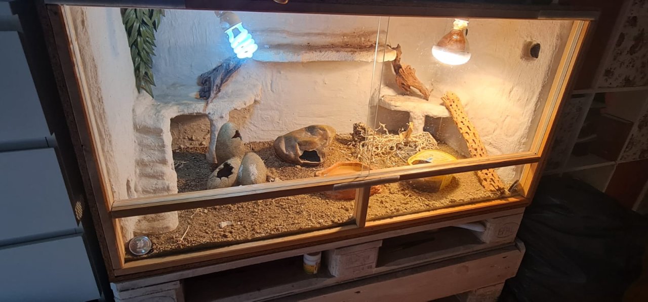 3 Leopardgeckos inkl Terrarium - Reptilien - Gelsenkirchen