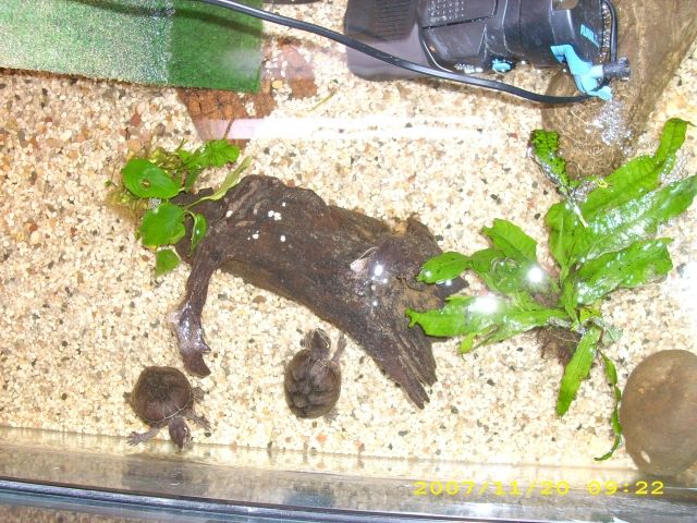 2 Moschusschildkröten zu verkaufen - Aquarien und Zubehoer - Hiddenhausen