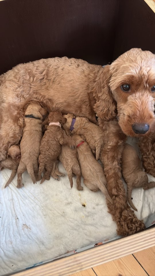 Cockapoo Welpen Villa Dutschke - Hunde - Witzenhausen