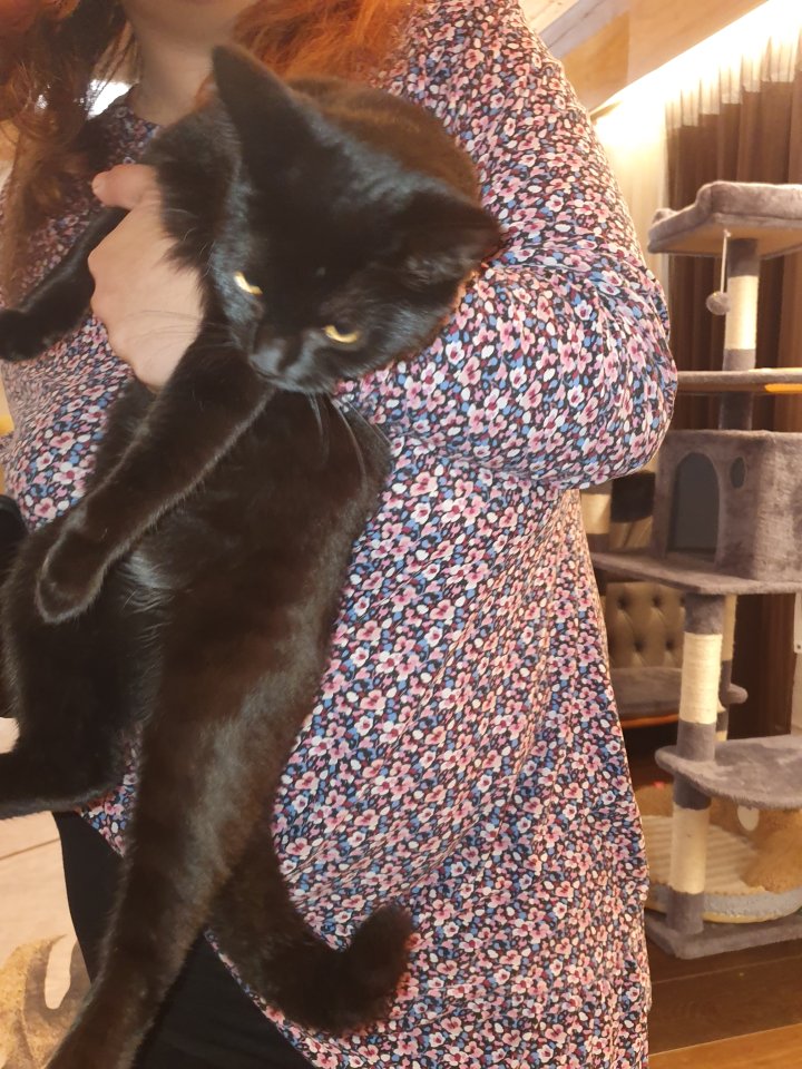 BKK Bombay mix 2x schwarz - Katzen - Eberdingen