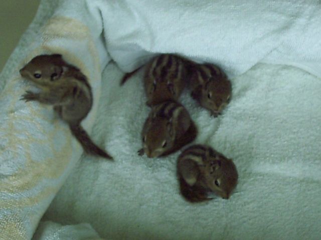 Chinesische Baumstreifenhörnchen (Tamiops swinhoei) zu verkaufen! - Sonst Nagetiere - Wiehl