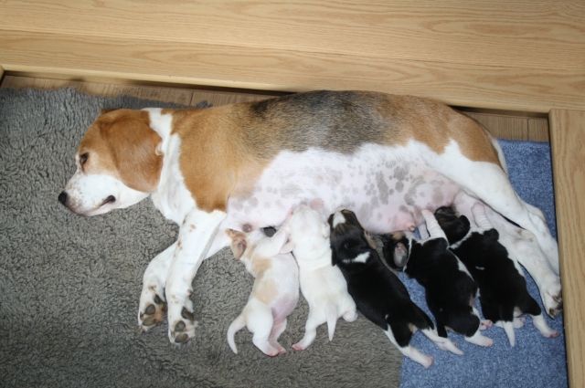 Beaglewelpen of the Jolly Kids - Hunde - Bochum