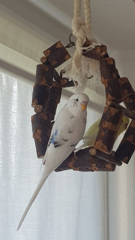 Vermisst Wellensittich Furby - Entlaufen Zugelaufen - Duisburg