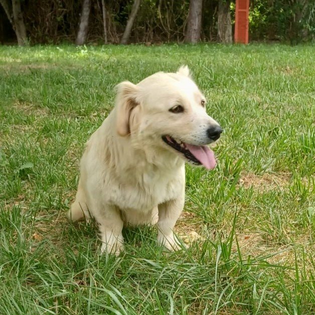Nancy / Status: sucht ein Zuhause - Hunde - Krefeld