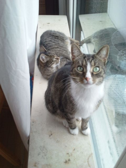 Katze + Kater abzugeben - Haustiere - Baunatal