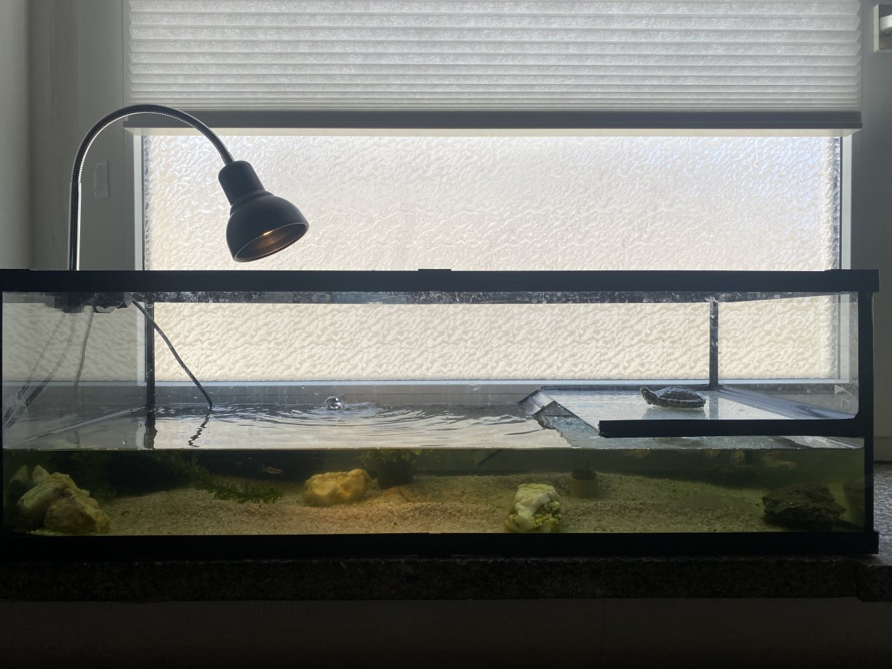 Wasserschildkröte mit Terrarium - Reptilien - Neuhausen